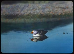 Image of Puffin in Pool in Front of House